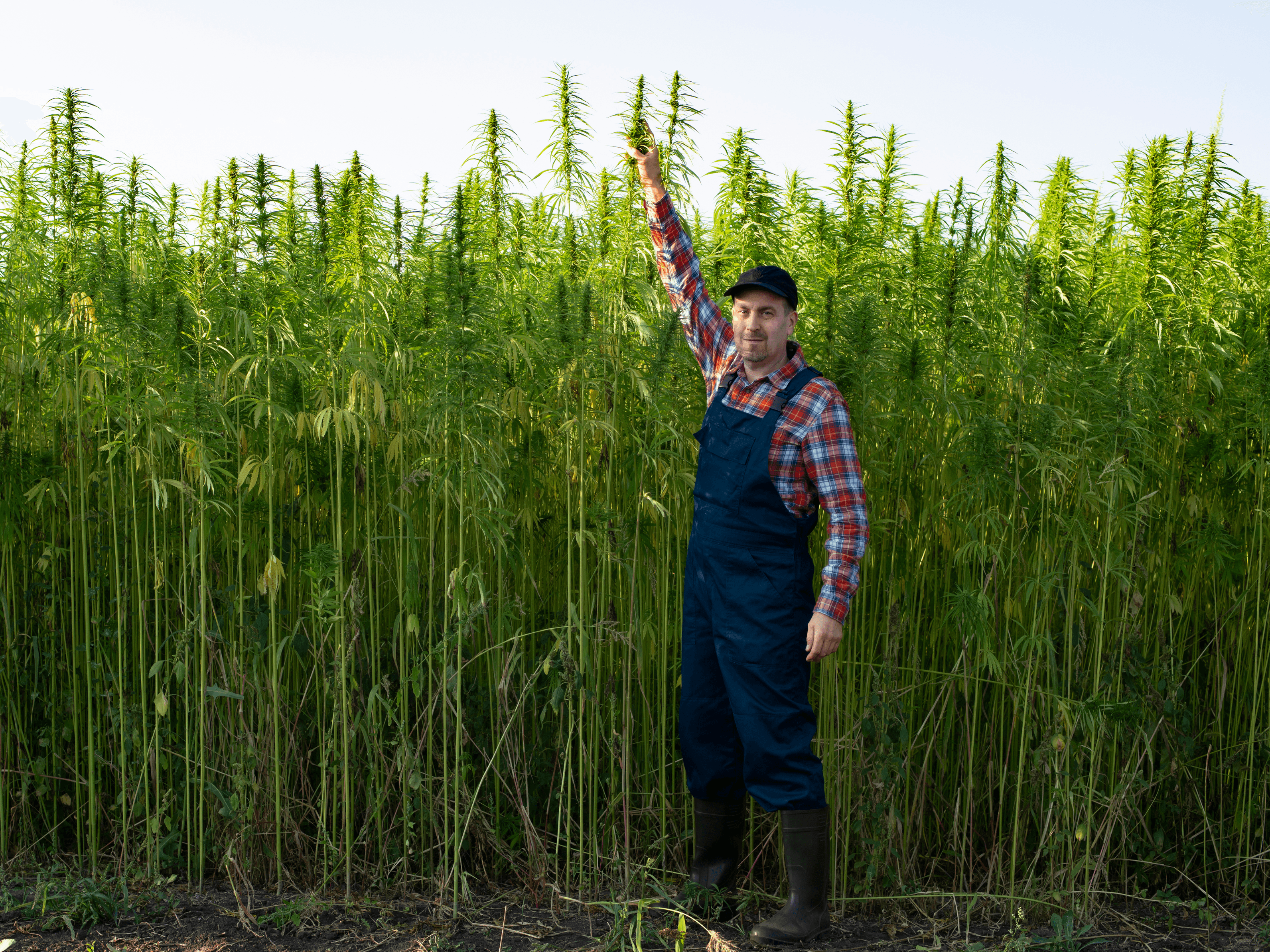Homem em plantação de cânhamo industrial, vestindo roupas de trabalho e segurando uma planta alta.