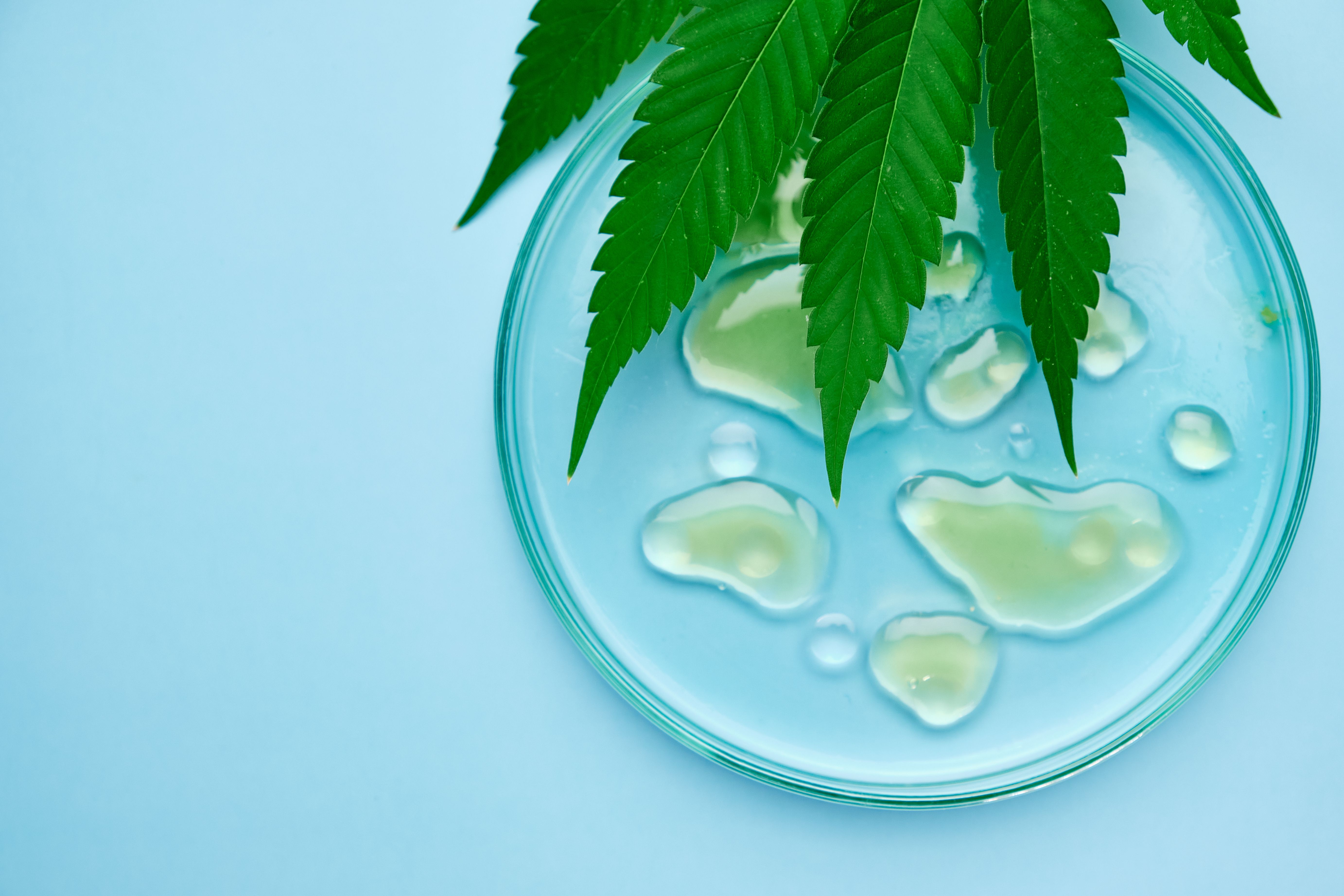 Folhas de cannabis verde posicionadas sobre uma placa de Petri contendo gotas de óleo de CBD translúcido, tudo sobre um fundo azul suave. 