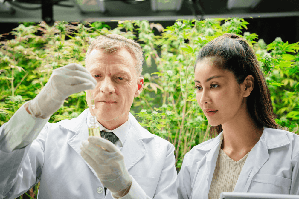 Dois cientistas analisando amostra de extrato de cannabis em laboratório, representando pesquisa sobre o sistema endocanabinoide.