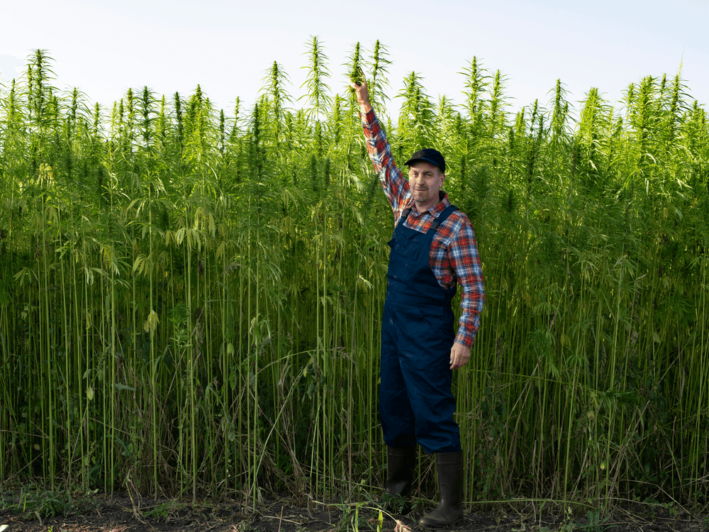 STJ autoriza cultivo de cânhamo no Brasil: entenda a decisão e seus impactos