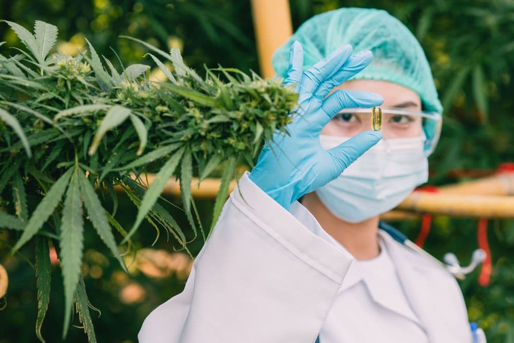 Como e onde comprar cannabis medicinal no Brasil?