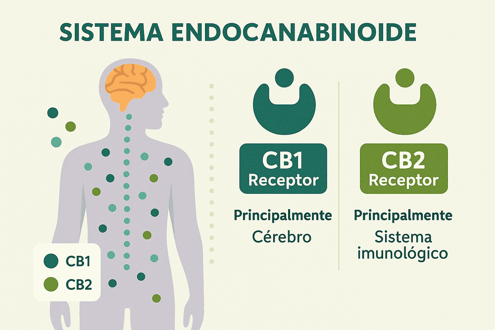 Infográfico do sistema endocanabinoide