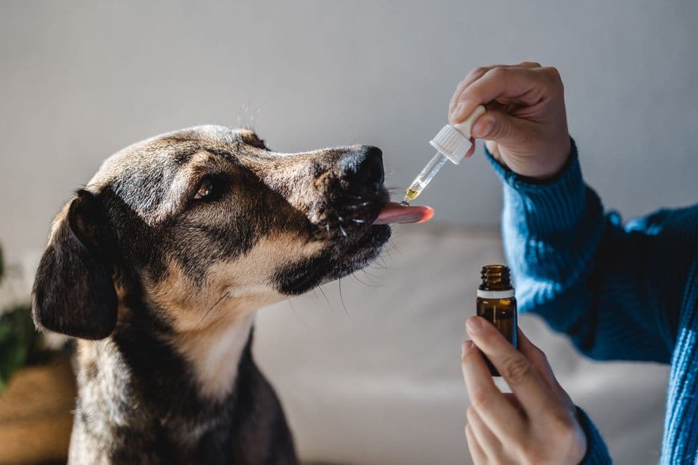 O uso veterinário do canabidiol (CBD): avanços, segurança e potencial terapêutico