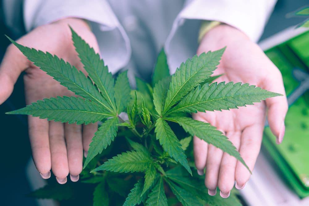 Canabicromeno (CBC): O Canabinoide com ação anti-inflamatória e neuroprotetora 