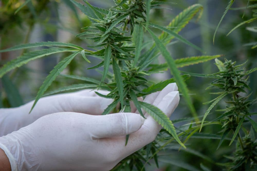 Mãos enluvadas cuidadosamente segurando e examinando uma planta de cannabis