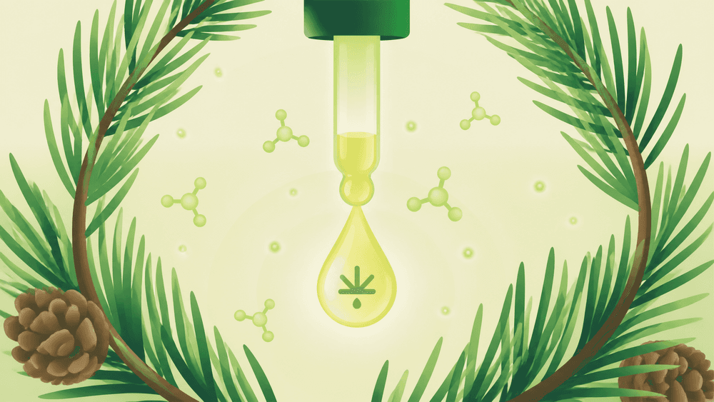 Pineno da cannabis: o que é e para que serve? cover image