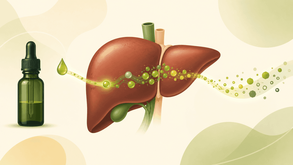 Metabolização do CBD: como o organismo processa o canabidiol