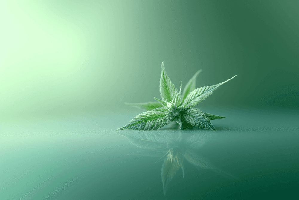 Cânhamo: Benefícios, usos e por que está em alta