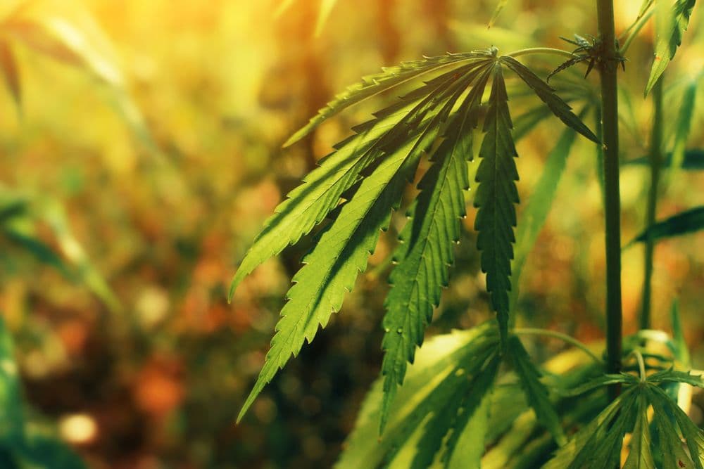 Folha de cannabis cultivada para pesquisa medicinal e estudos científicos