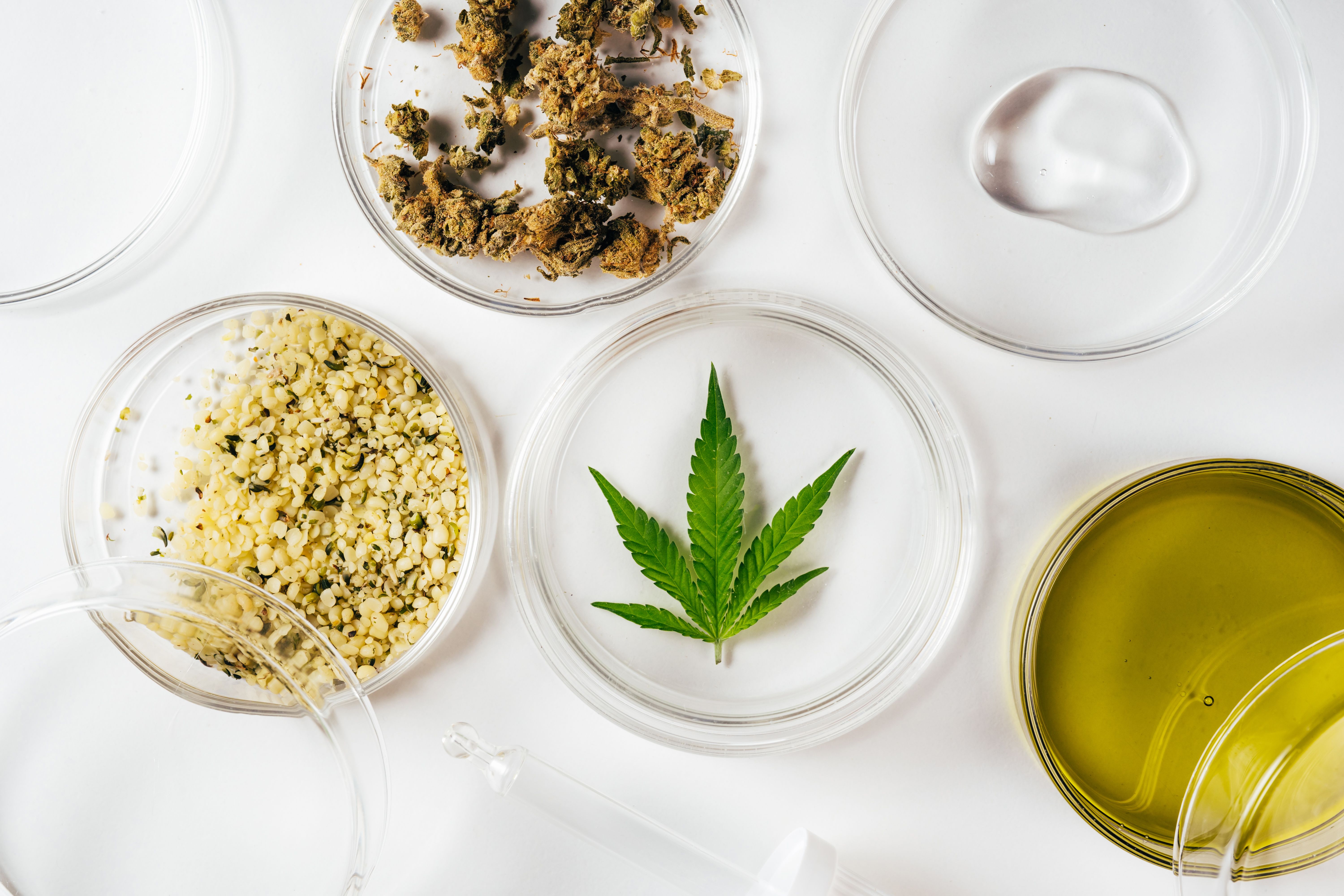 Fundo branco mostrando placas de Petri com diversas formas de cannabis, uma folha, flores secas, sementes de cânhamo e óleo.