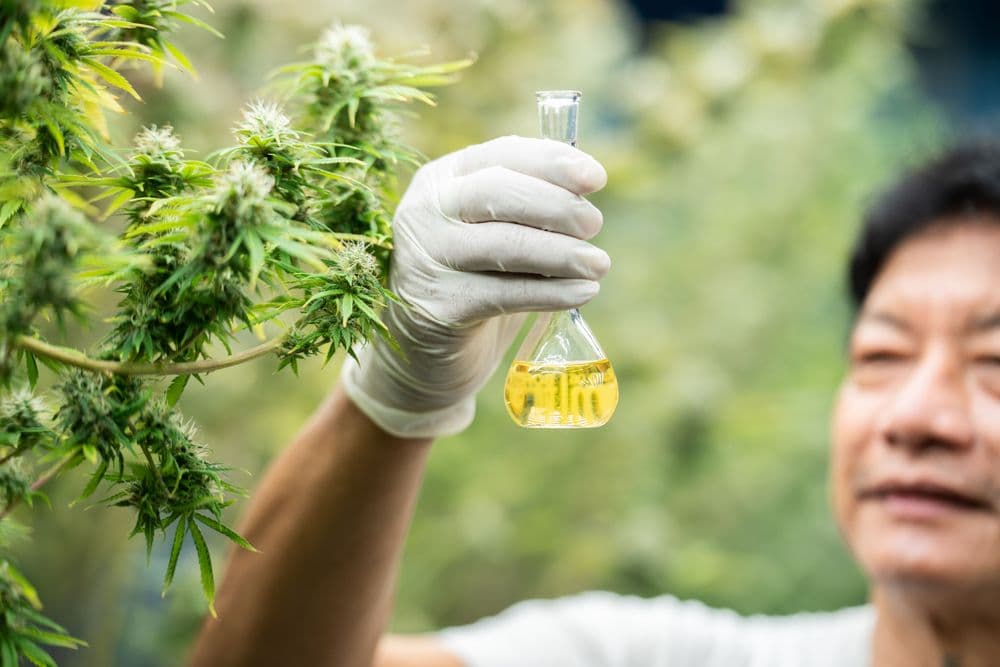 Canabidiol (CBD): 10 perguntas frequentes