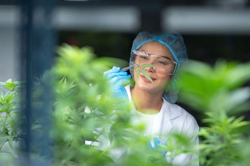 Um cientista em um laboratório observa cuidadosamente uma folha de cannabis para uso medicinal.