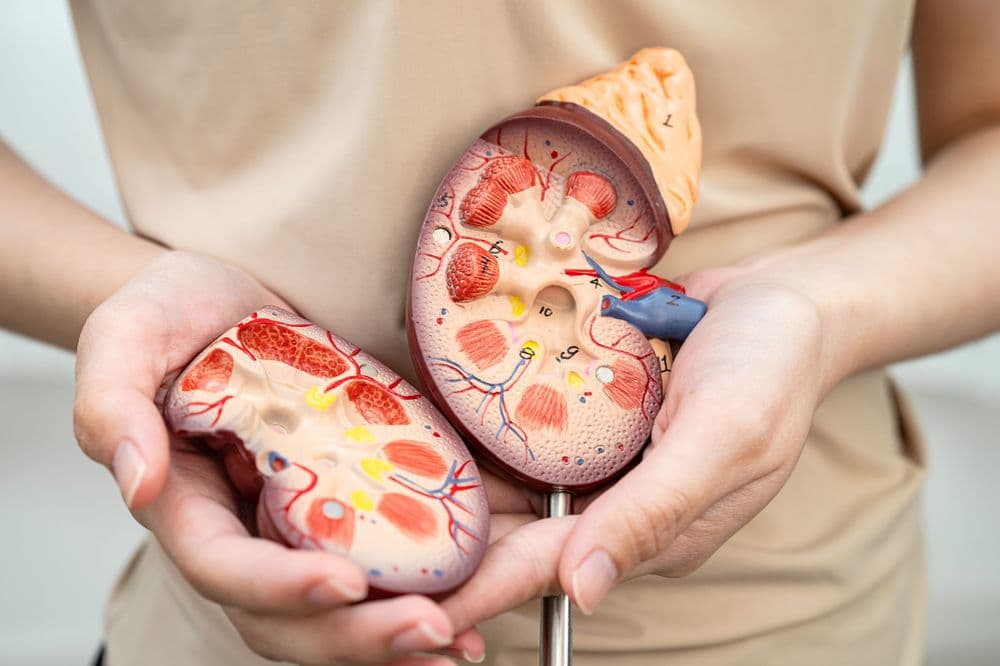 Doença Renal Crônica e Cannabis: Manejo da dor sem sobrecarga renal