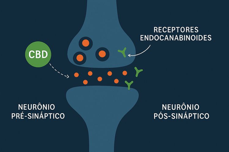 Infográfico como o CBD atua no sistema nervoso
