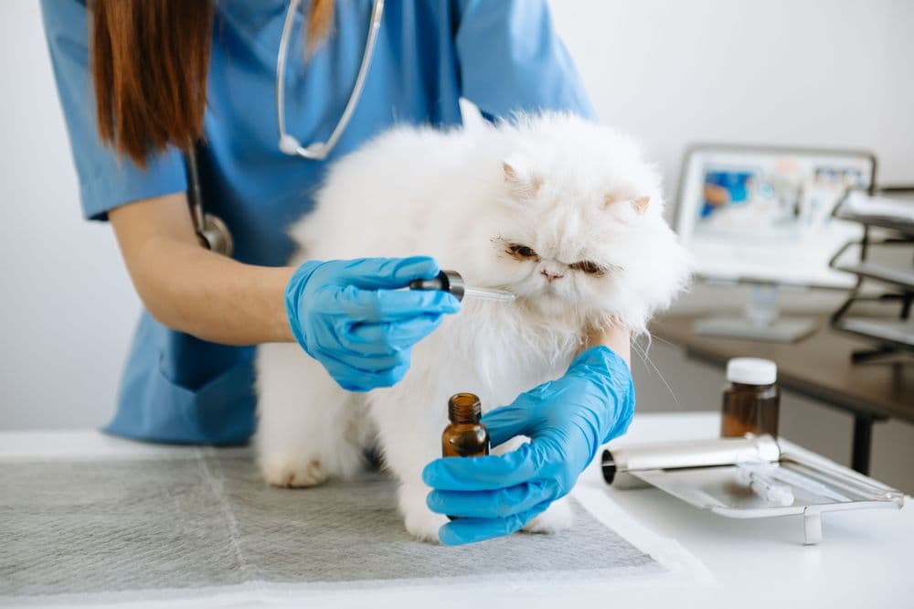 Ansiedade de separação em gatos e cães: O papel do canabidiol