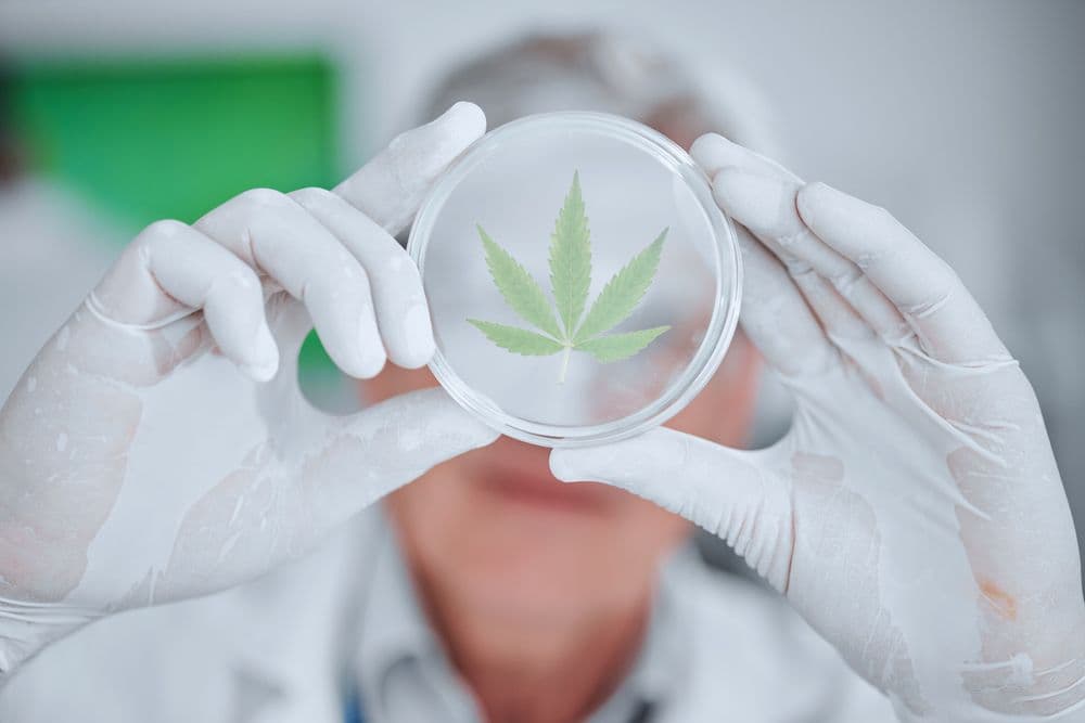 Folha de cannabis sendo analisada em placa de Petri por cientista com luvas