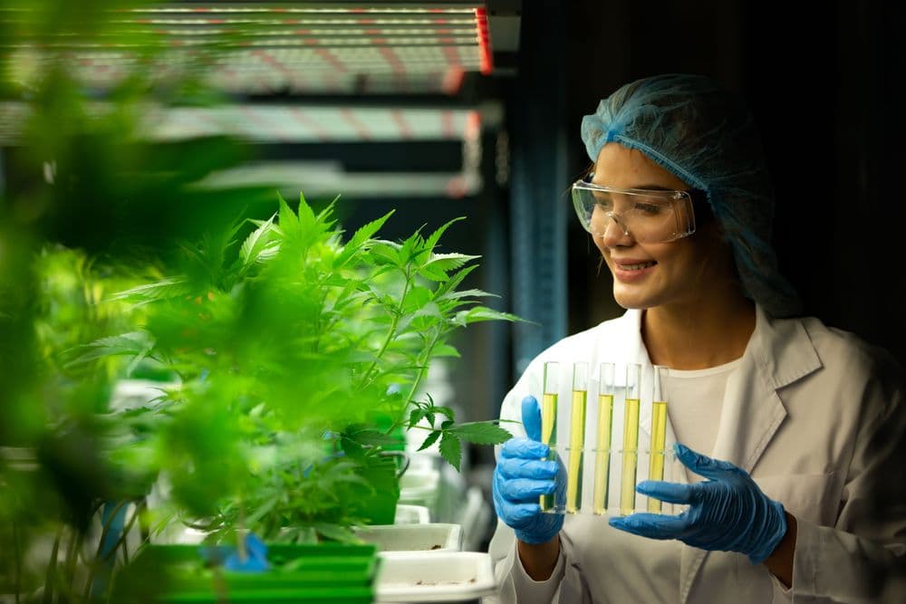 Cientista segura tubos de ensaio com extratos de cannabis ao lado de plantas cultivadas em laboratório.