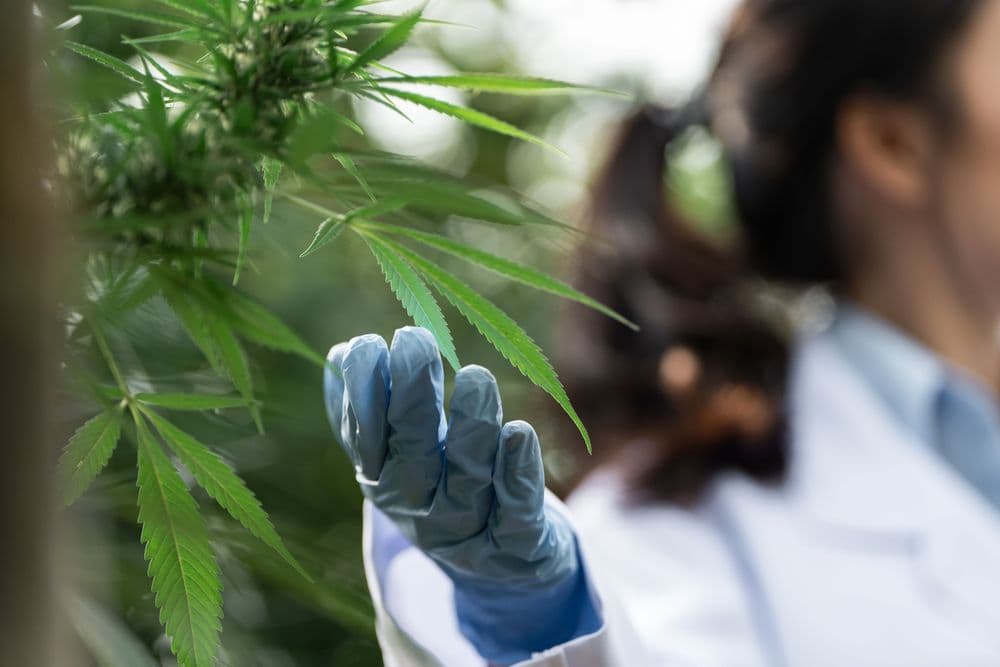 Ansiedade e Cannabis Medicinal: Entenda o poder do efeito entourage