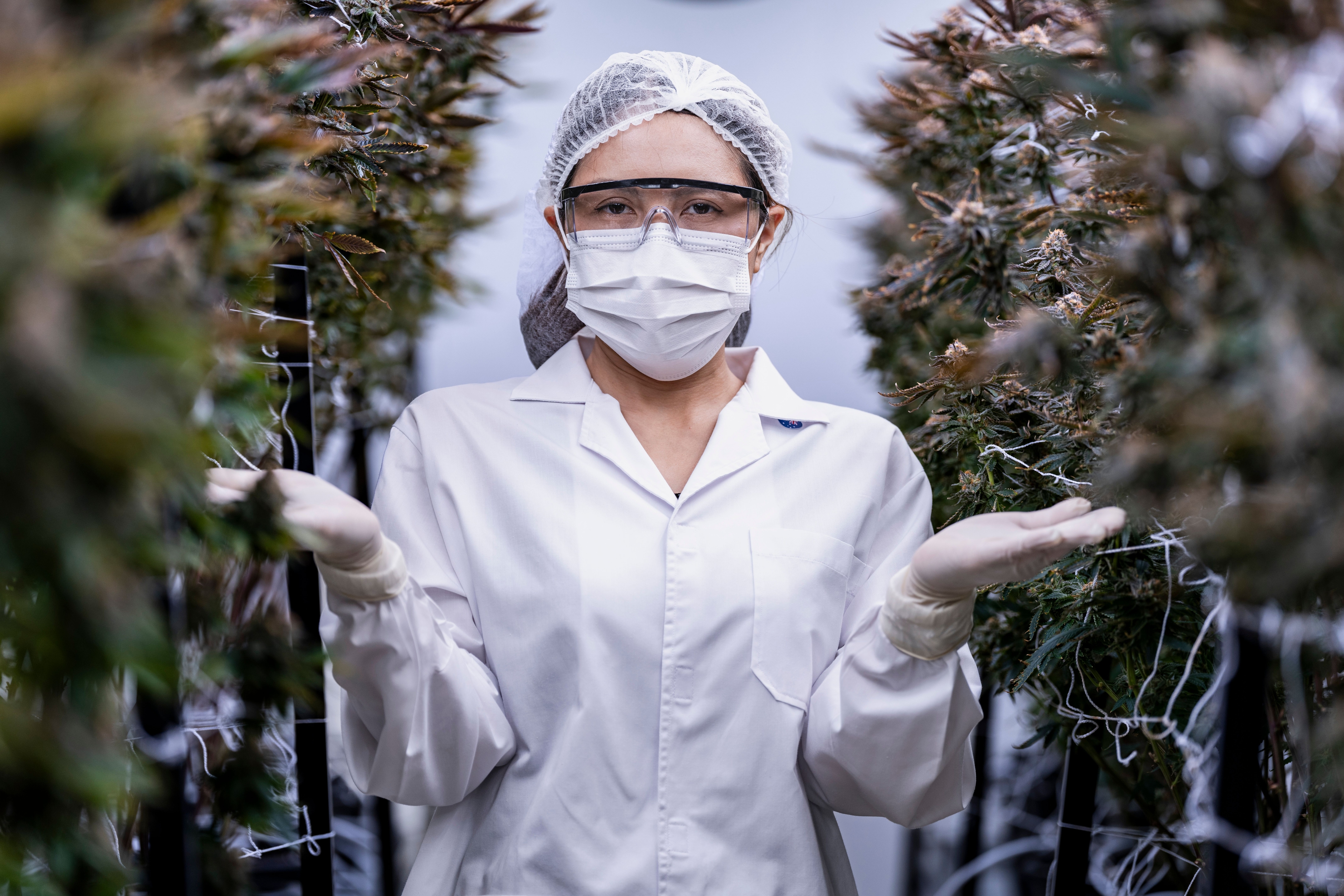 Profissional em laboratório analisando plantas de cannabis medicinal em cultivo controlado.