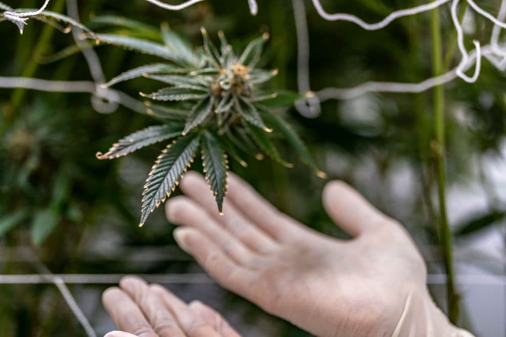 O que é CBD? Como funciona e por que é considerado um recurso natural terapêutico