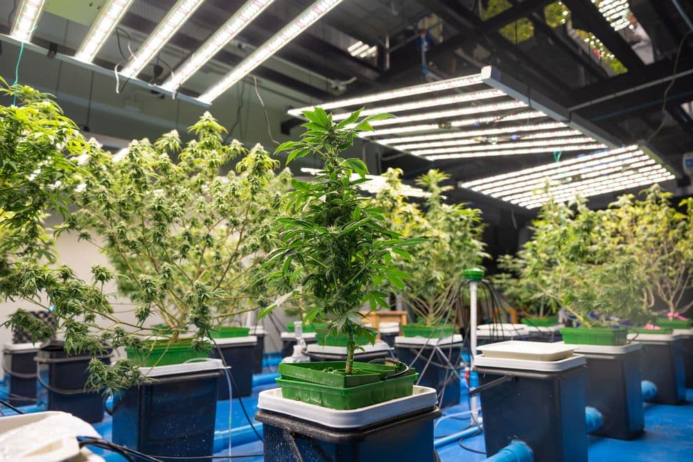 Cultivo indoor de plantas de cannabis sob iluminação LED em sistema hidropônico.