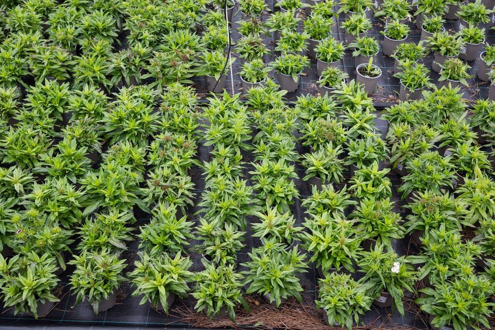 Plantação de cannabis em vasos organizados em fileiras.