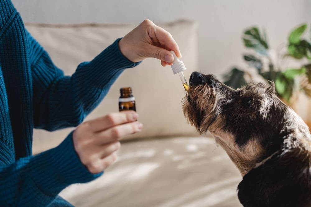 Cão recebendo óleo de CBD com conta-gotas como parte de tratamento veterinário com cannabis medicinal