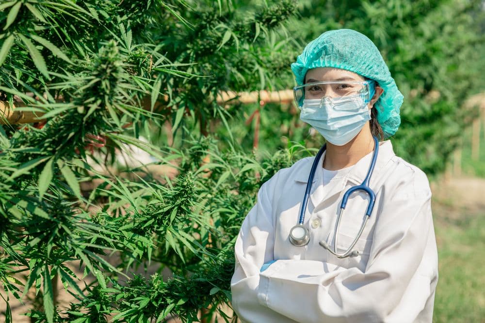 Médica com jaleco e estetoscópio em plantação de cannabis medicinal.