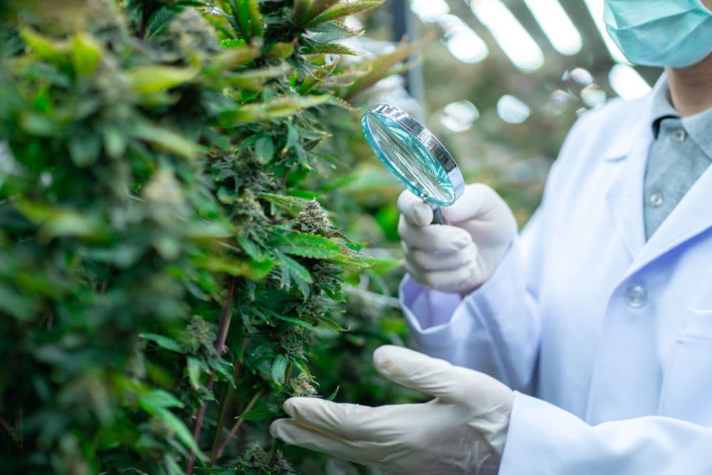 Estudo confirma benefícios da cannabis medicinal para qualidade de vida e bem-estar