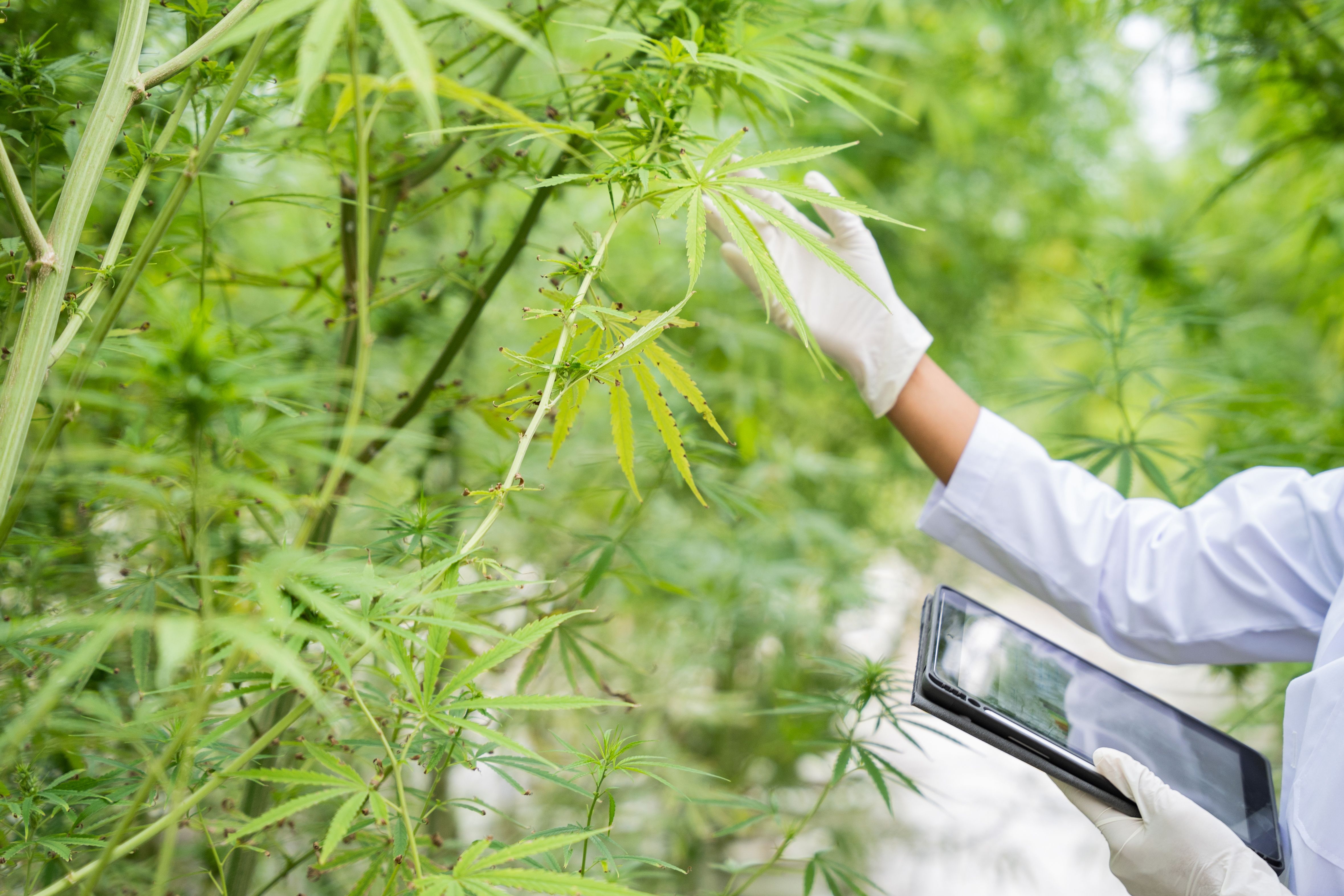 Pesquisador analisa plantas de cannabis em estufa para estudo do sistema endocanabinoide e dos efeitos do CBD.