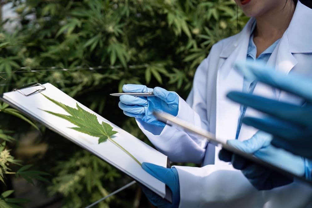 Cientistas em laboratório analisando folha de cannabis medicinal durante pesquisa científica.