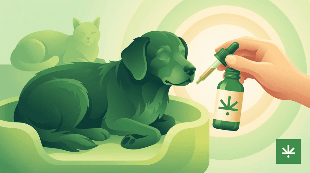 CBD para pets idosos: qualidade de vida na terceira idade animal