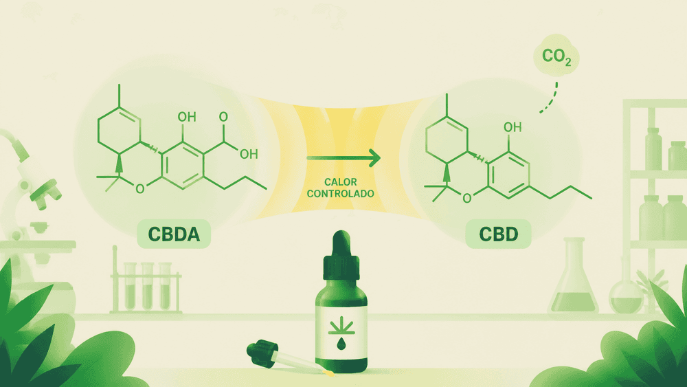 CBDA: para que serve o precursor do canabidiol? cover image