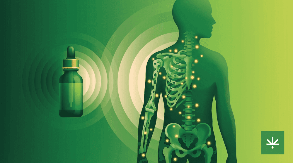 CBD e Osteoporose: O Que a Ciência Revela sobre a Saúde Óssea cover image