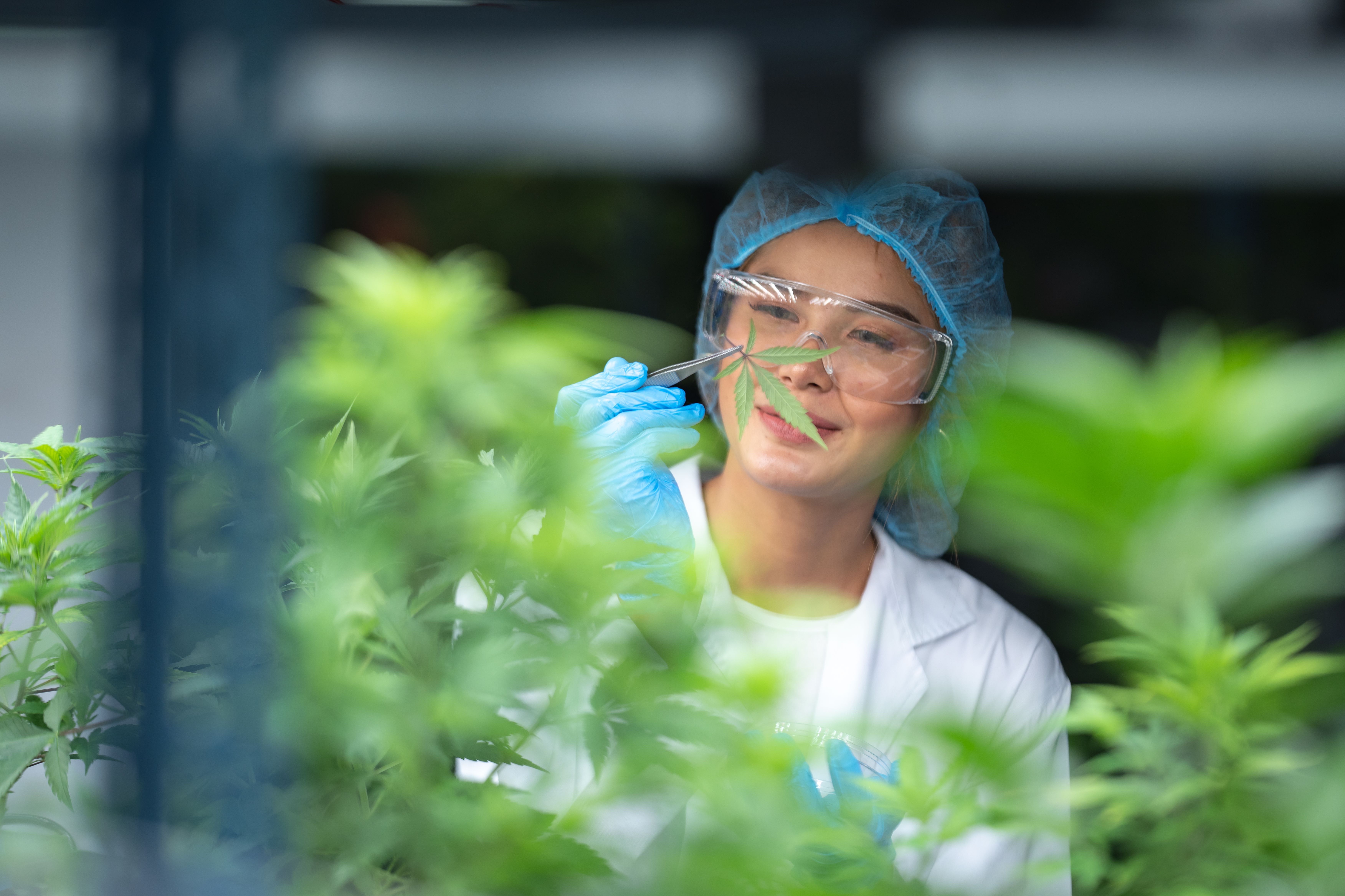 Um cientista em um laboratório observa cuidadosamente uma folha de cannabis para uso medicinal.