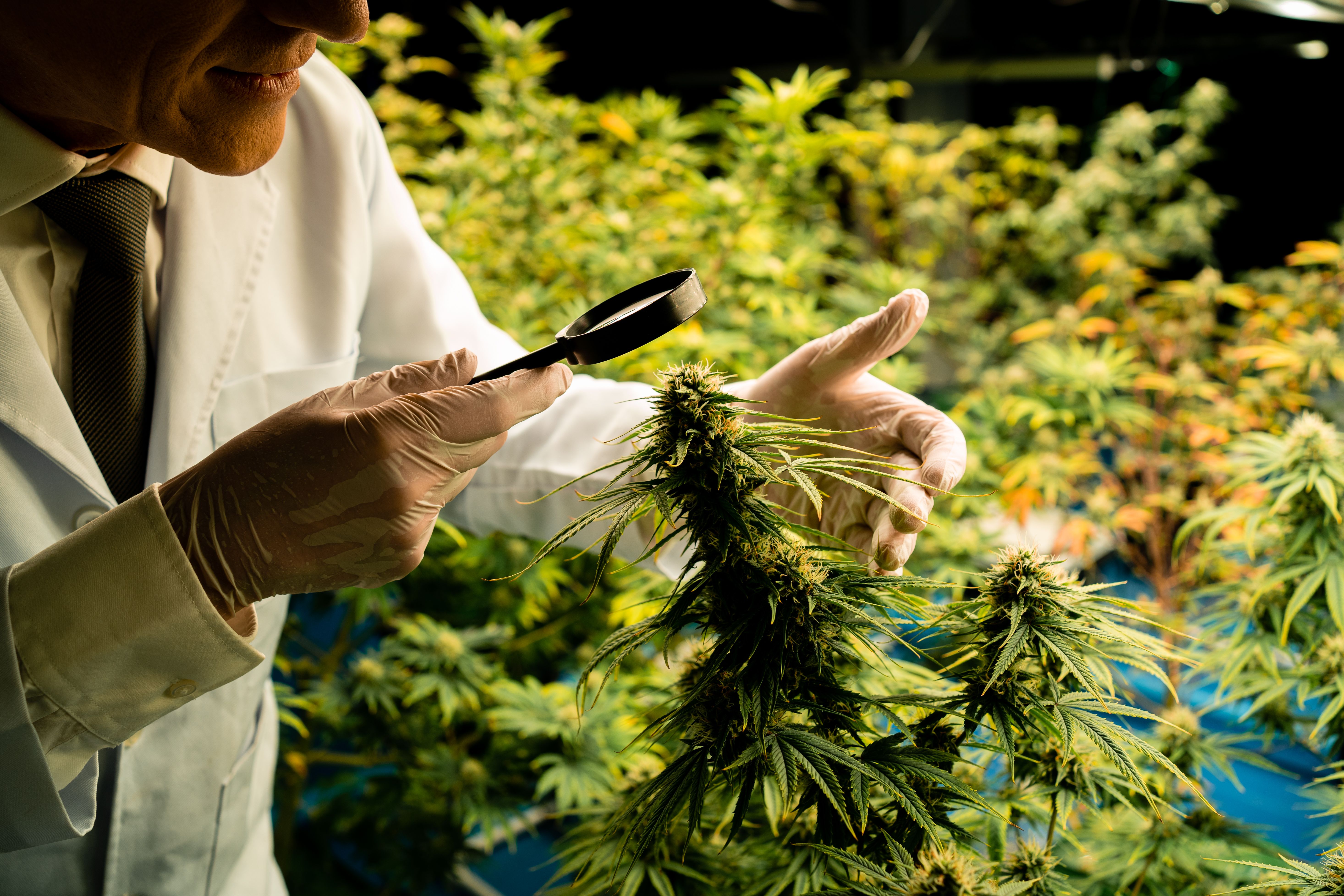 Pesquisador com jaleco e luvas examinando detalhadamente uma planta de cannabis com uma lupa, destacando o processo científico por trás do uso medicinal da cannabis.