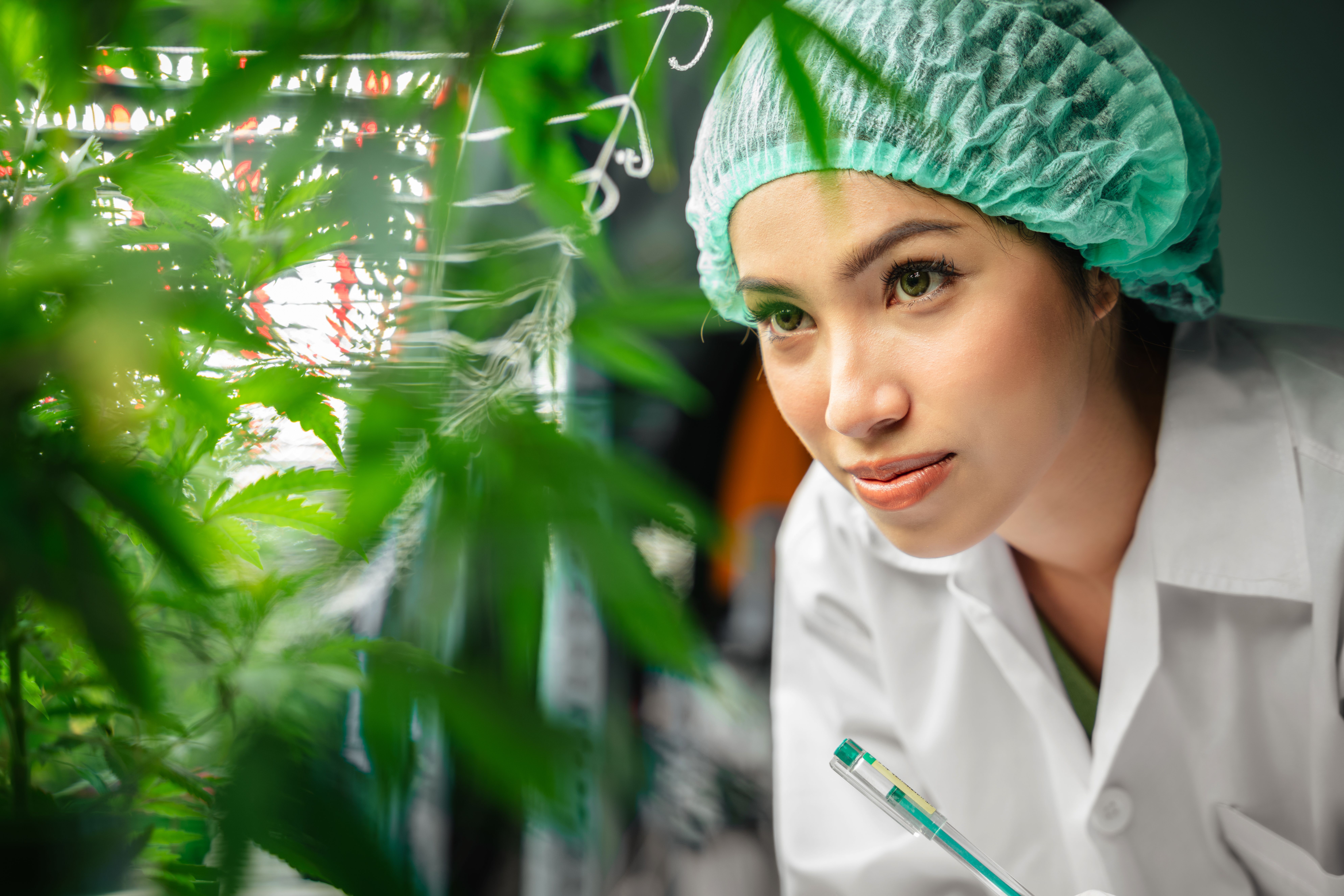 Pesquisadora analisando planta de cannabis em laboratório para estudos medicinais