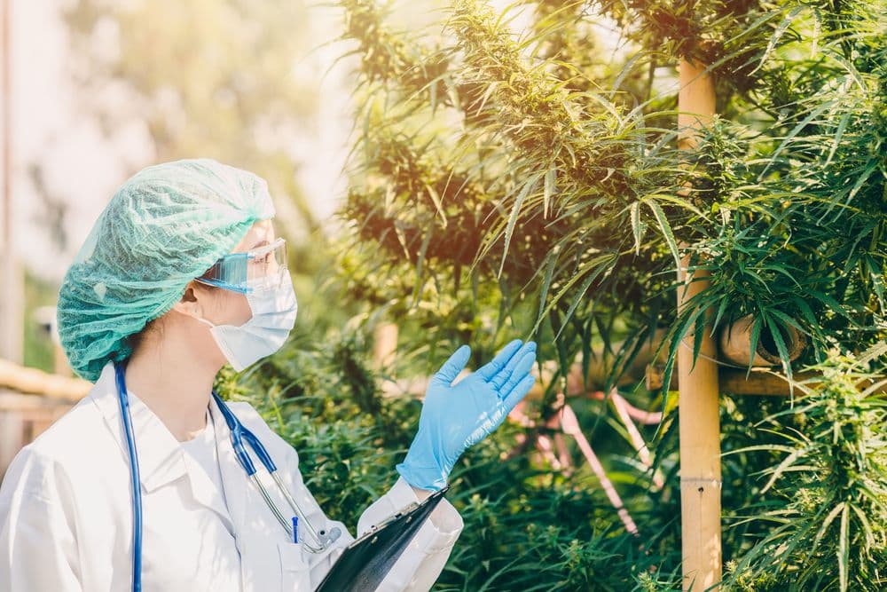 Médica com máscara e luvas examinando planta de cannabis medicinal em estufa