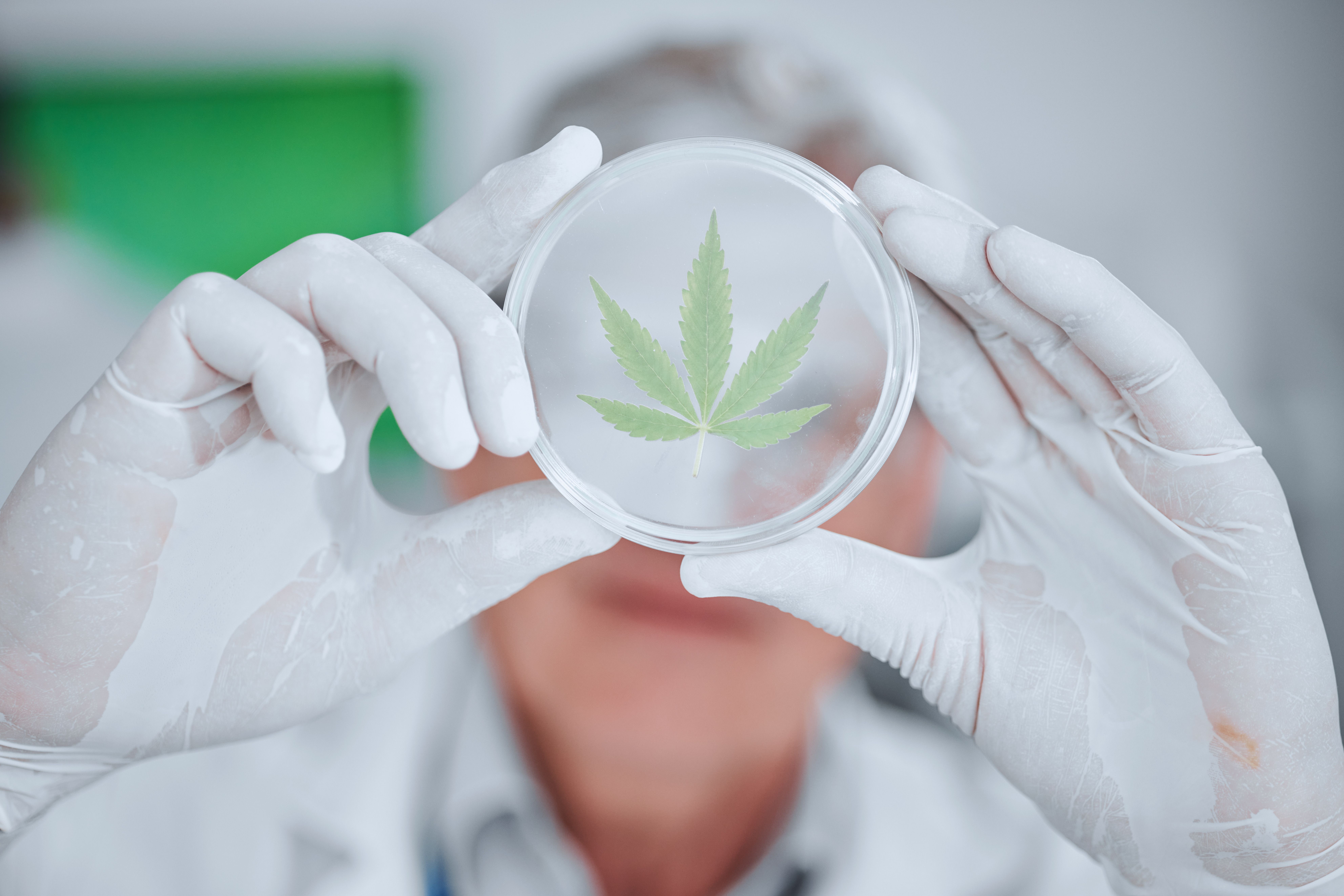 Folha de cannabis sendo analisada em placa de Petri por cientista com luvas