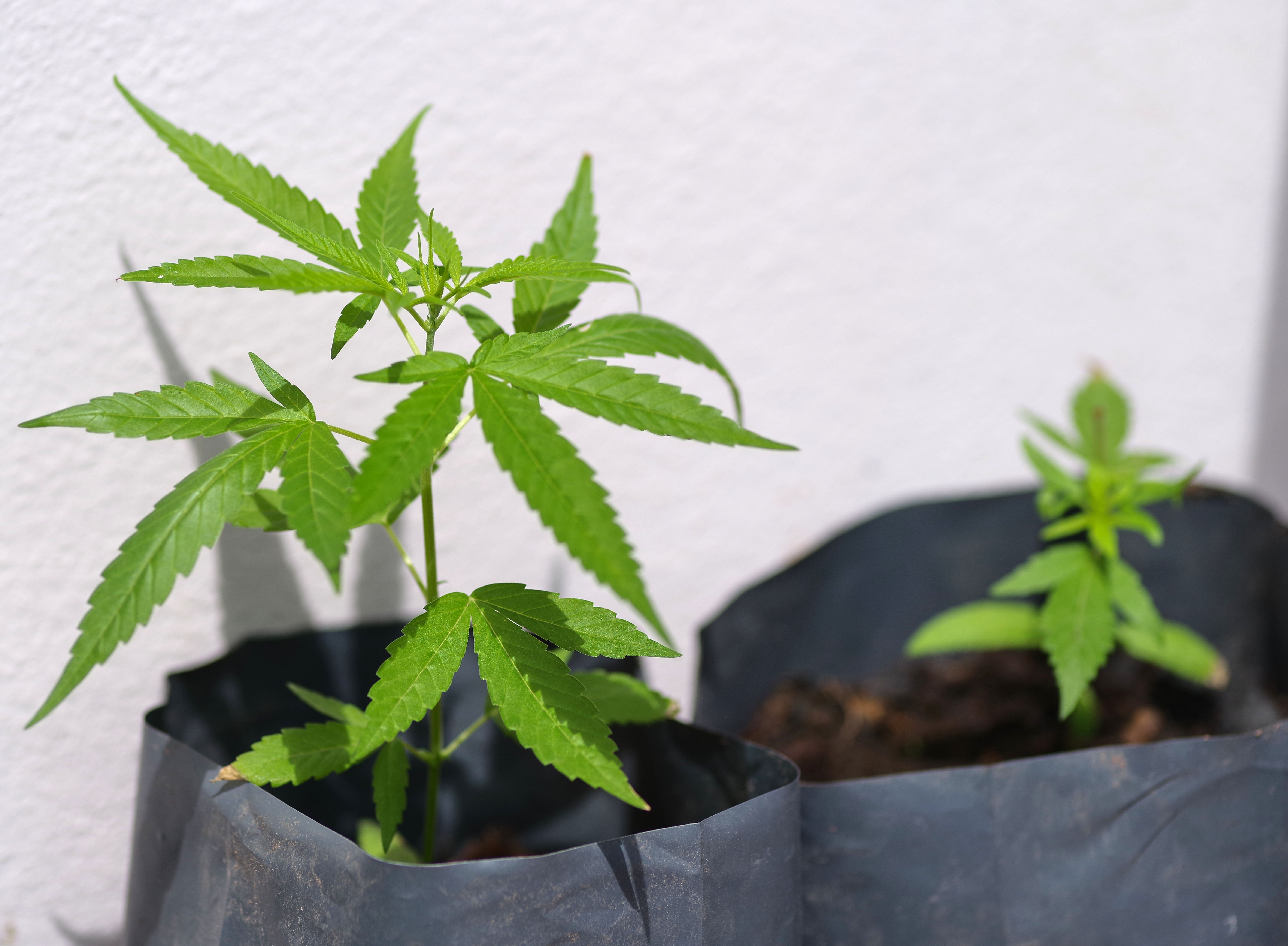 Muda de Cannabis cultivada em vaso para uso medicinal