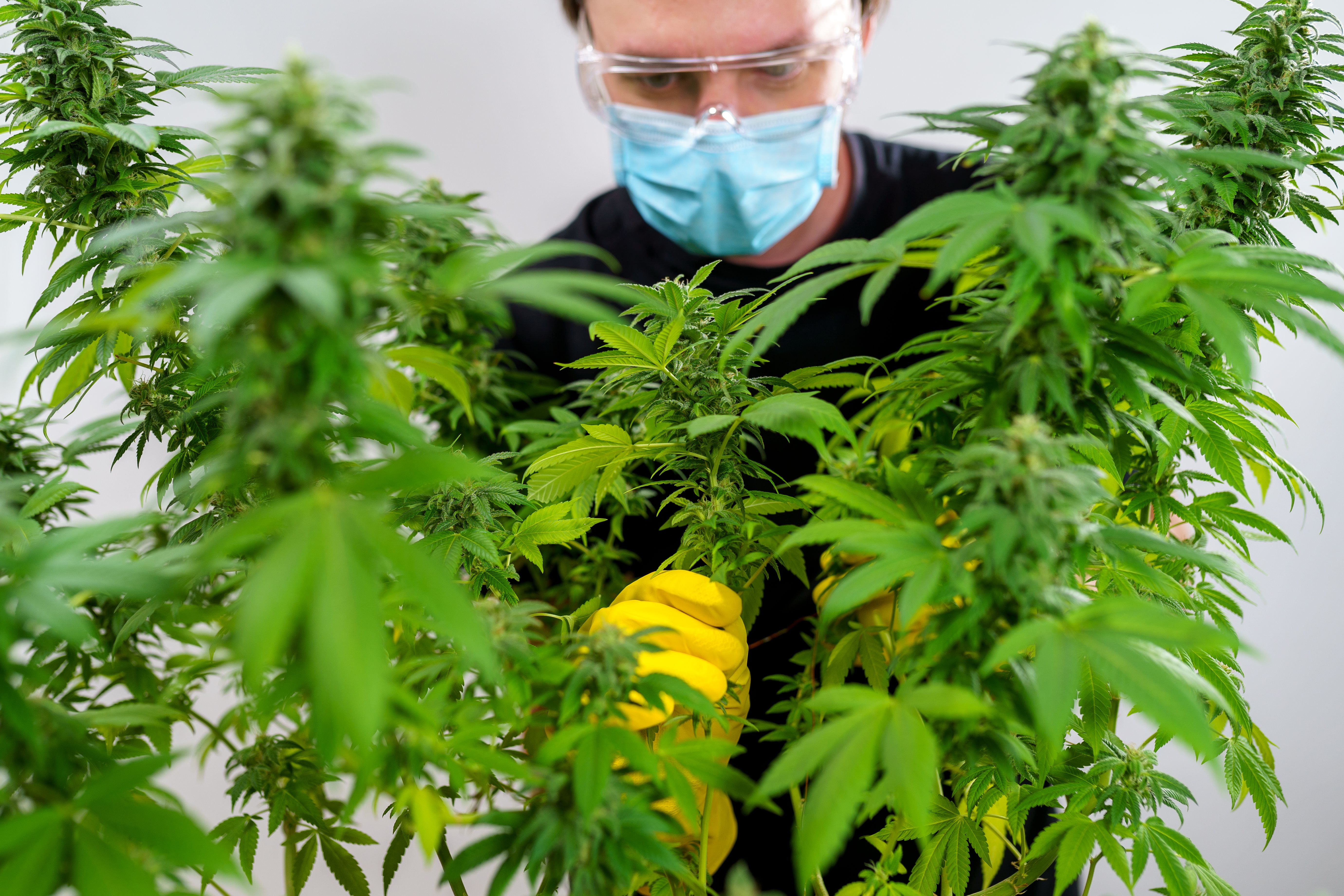 Pesquisador com máscara e luvas analisando cultivo de cannabis medicinal em ambiente controlado.