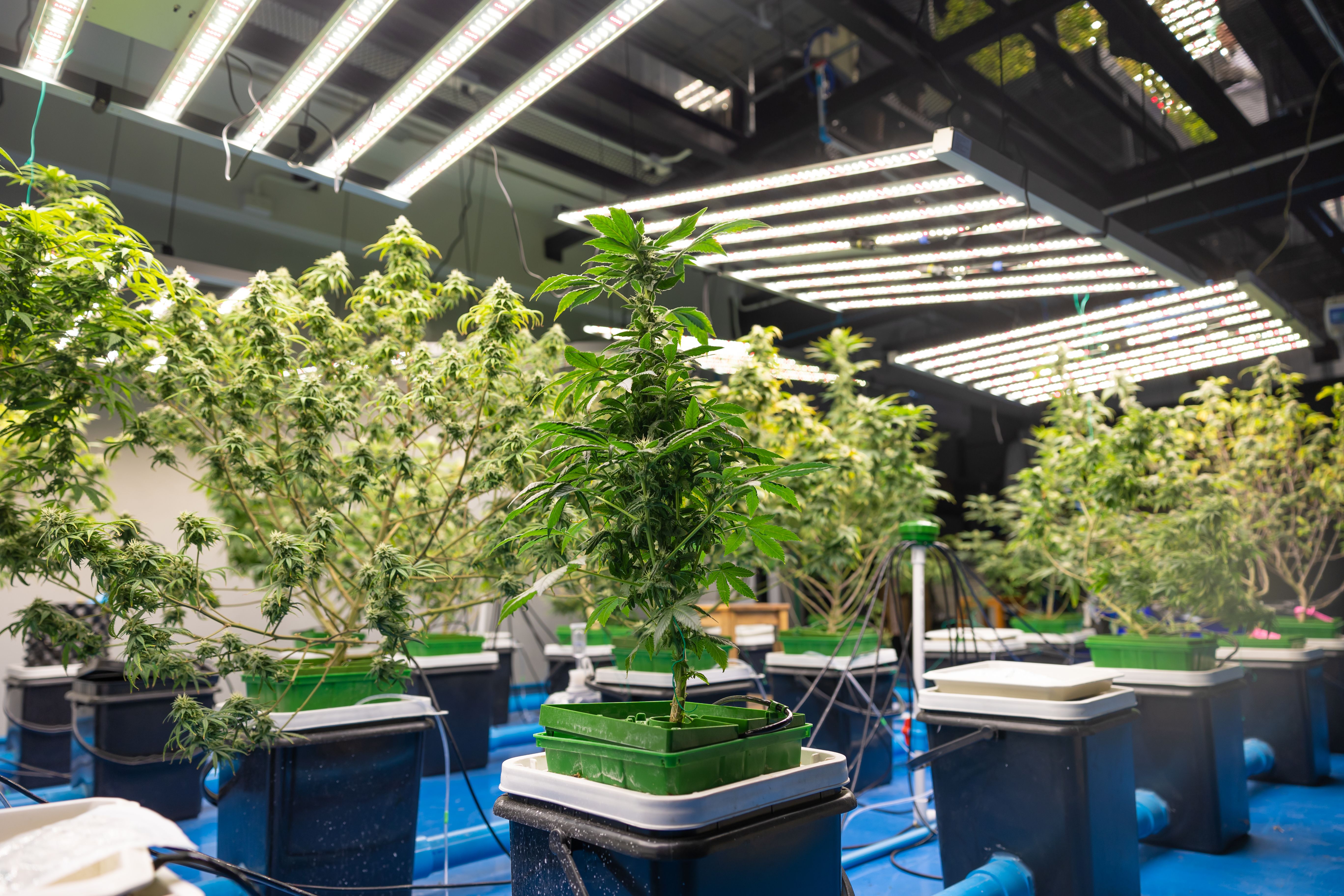 Cultivo indoor de plantas de cannabis sob iluminação LED em sistema hidropônico.