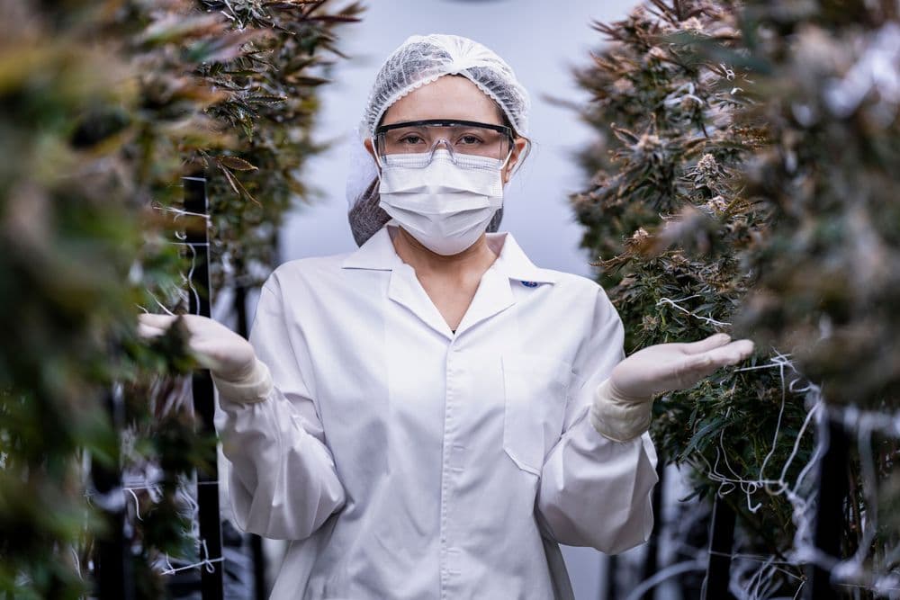 Profissional em laboratório analisando plantas de cannabis medicinal em cultivo controlado.