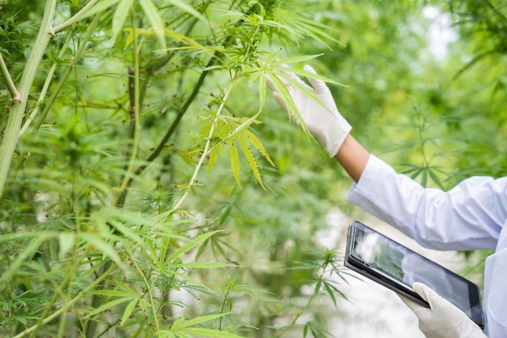 Pesquisador analisa plantas de cannabis em estufa para estudo do sistema endocanabinoide e dos efeitos do CBD.