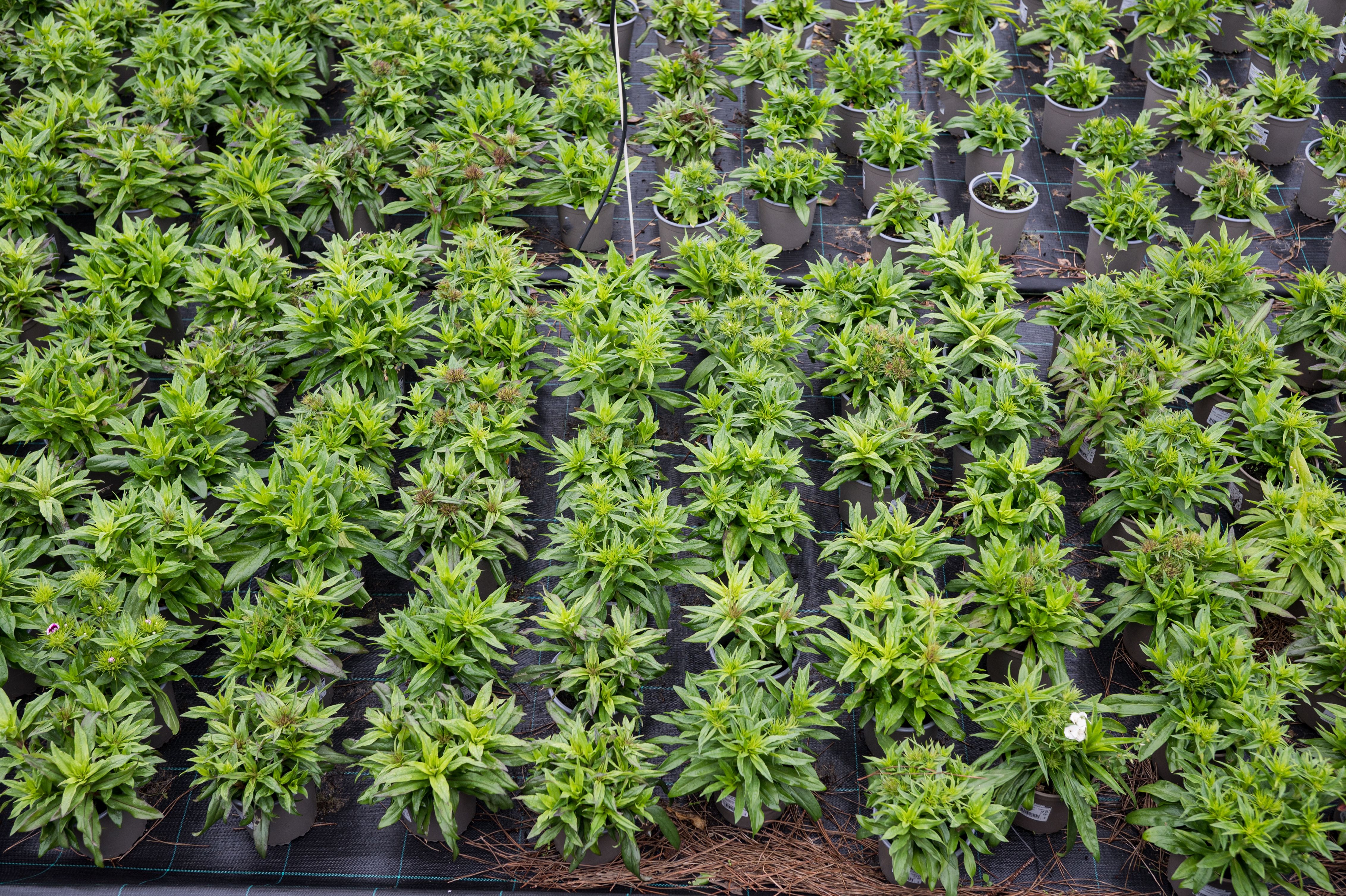 Plantação de cannabis em vasos organizados em fileiras.